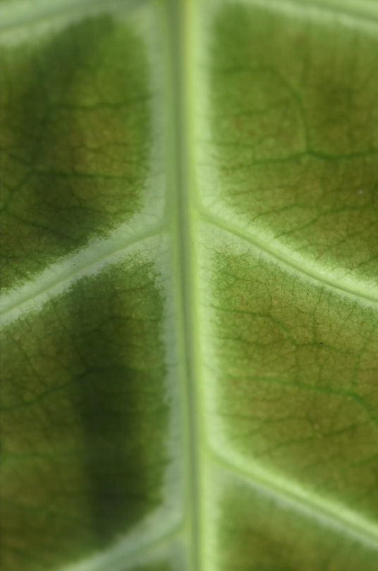 Close-up macro photograph of a tropical leaf by Meghan Gilligan