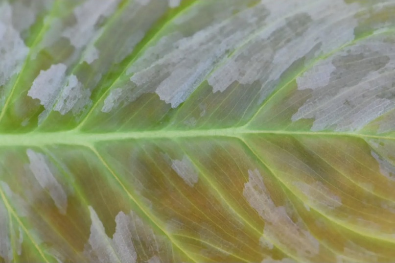 Close-up macro photograph of a tropical leaf