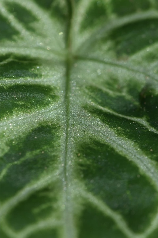 Close-up macro photograph of a tropical leaf
