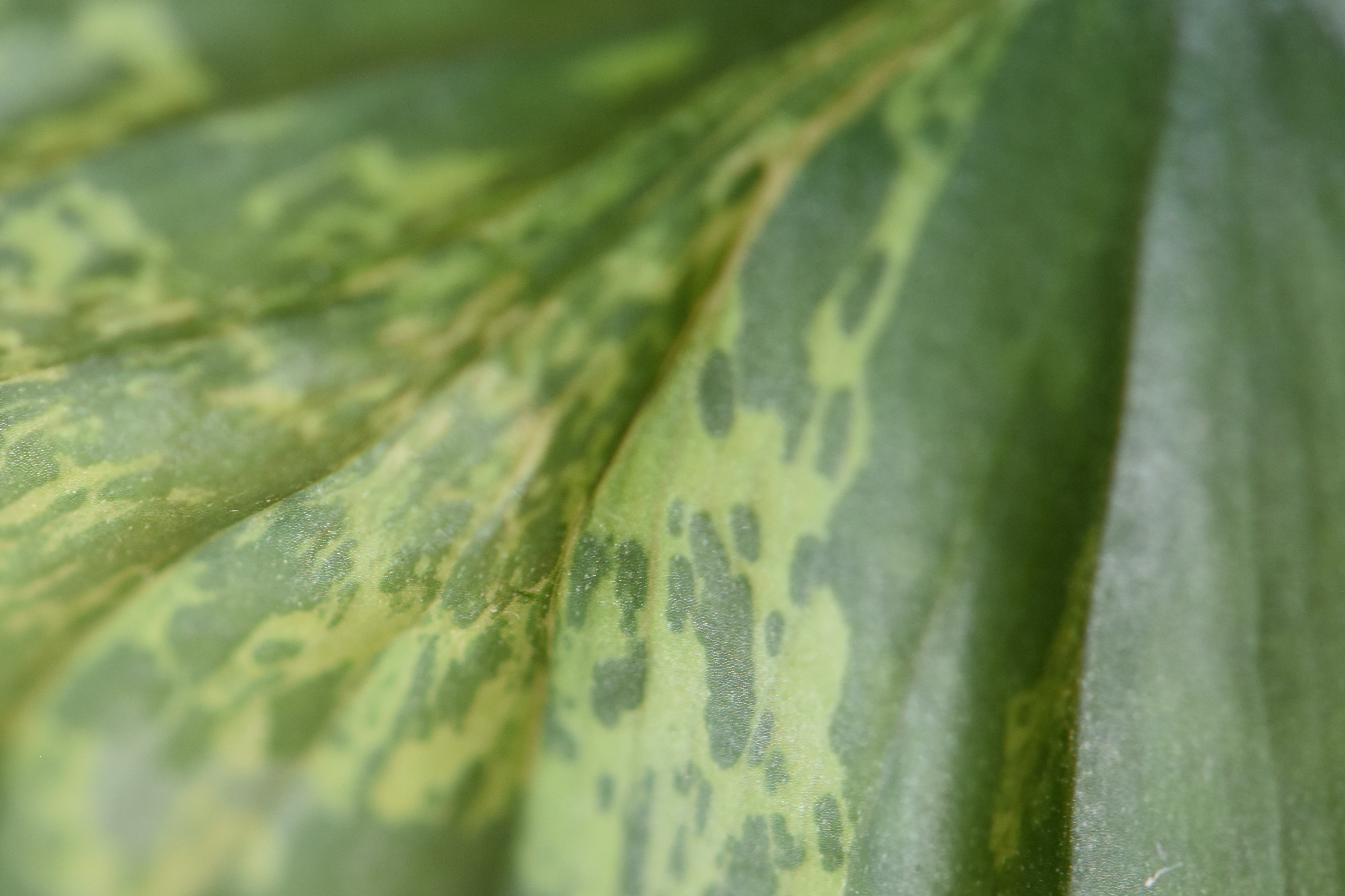 Close-up macro photograph of a tropical leaf
