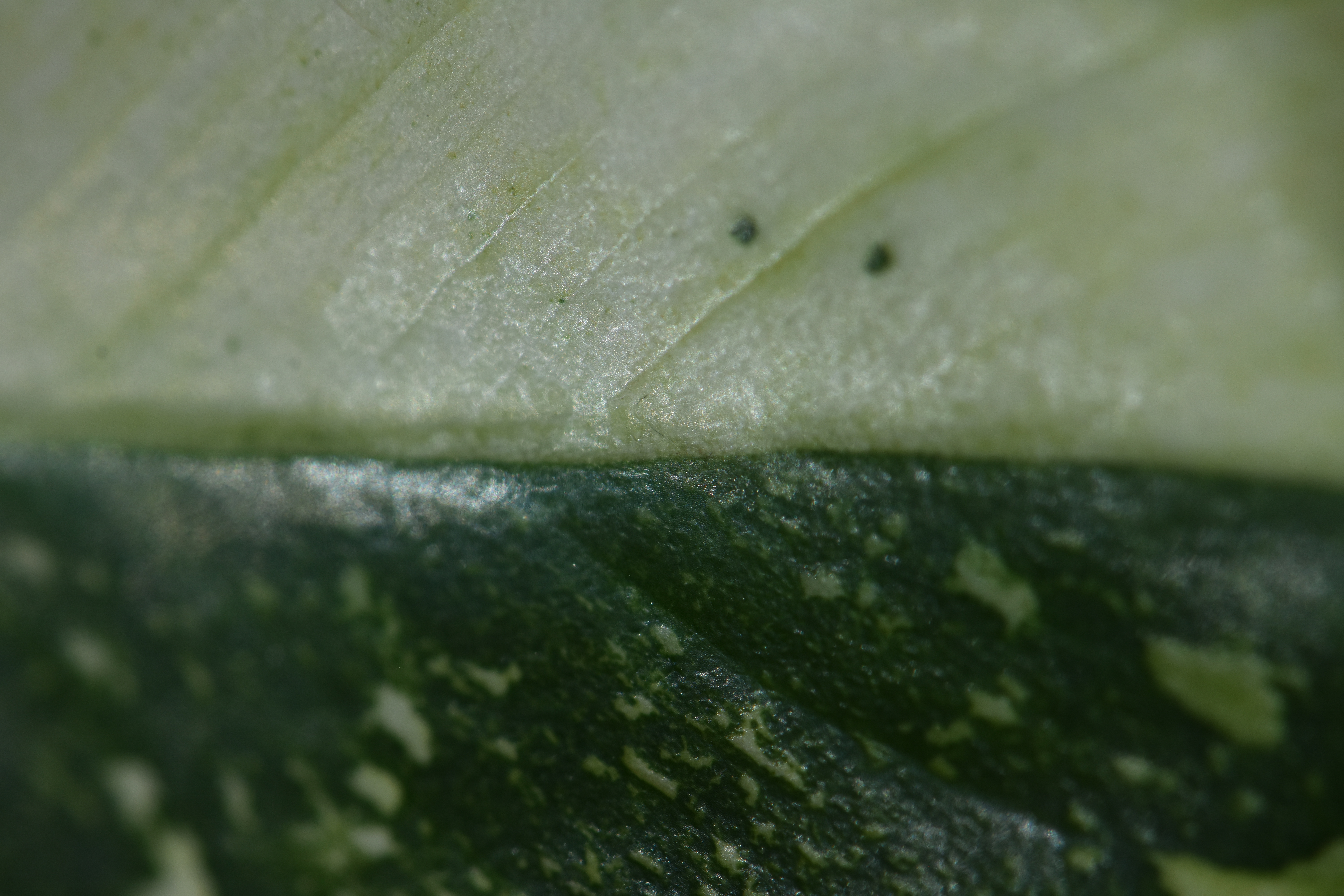 Close-up macro photograph of a tropical leaf